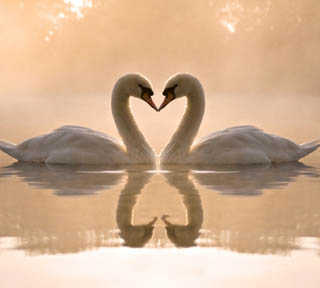 swans_heart